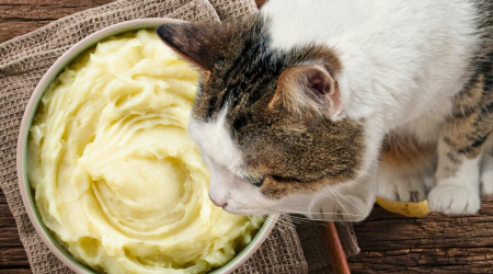 ذای نرم برای بچه گربه,پخت سیب زمینی برای گربه