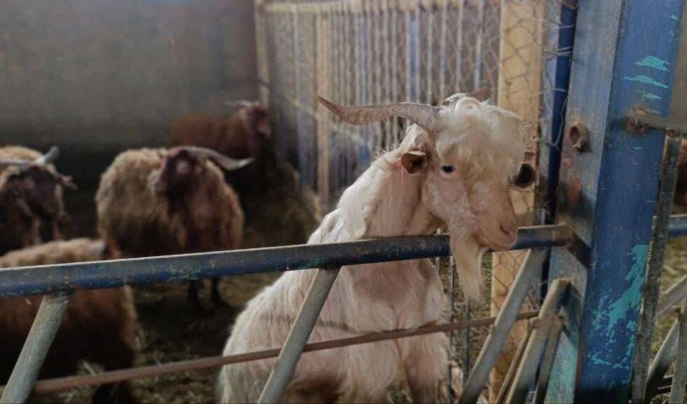 نجات «بز مرخز» از انقراض؛ احیای یک نژاد بومی با طعم اشتغال در دهگلان