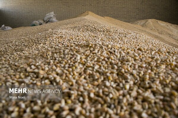 نهاده شریان حیاتی دامداری ایلام؛ تولید تنها با حمایت مستمر زنده است