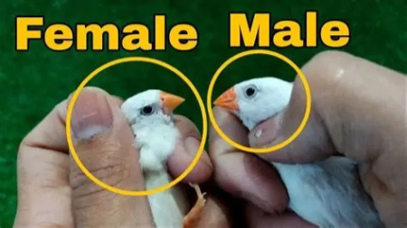 پرورش فنچ در خانه, آموزش پرورش فنچ