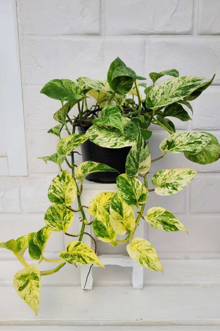 علت زرد شدن برگ پتوس, چرا برگ‌های پتوس زرد می‌شوند