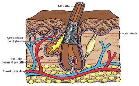 توضیح فازهای رشد مو