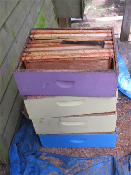 زنبورداری, آموزش زنبورداری