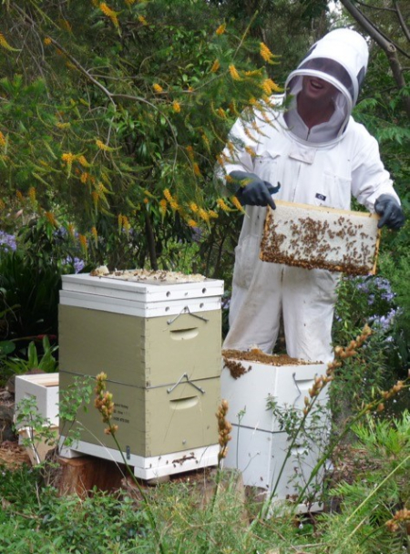 زنبورداری, آموزش زنبورداری