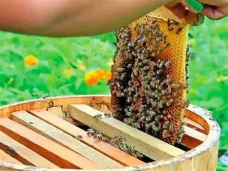 زنبورداری, آموزش زنبورداری