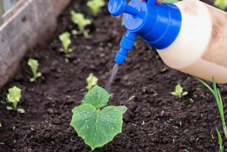 بهترین کود برای خیار, کود مناسب خیار