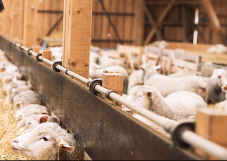 سیلیکات پتاسیم خوراک دام, سیلیکات پتاسیم در طیور