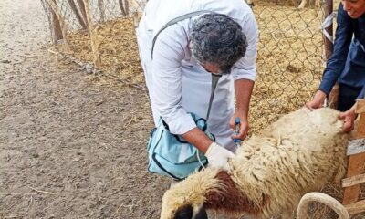 آغاز فاز اجرایی واکسیناسیون دام در روستاهای سقز