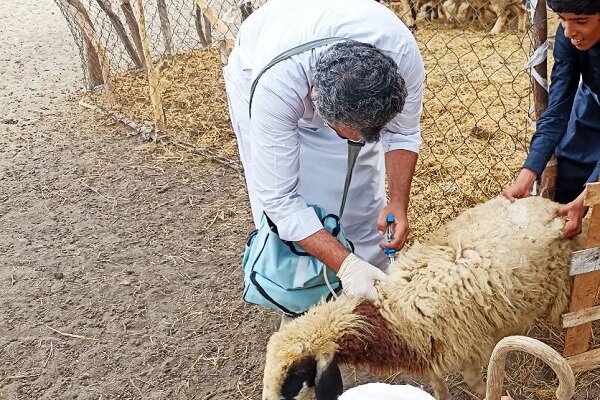 آغاز فاز اجرایی واکسیناسیون دام در روستاهای سقز