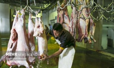 آمار کشتار دام کشتارگاه‌های رسمی کشور منتشر شد
