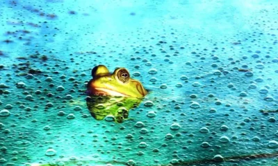 اثر قورباغه آب‌پز؛ وابستگی به هوش مصنوعی توانایی ذهن را به مرور کاهش می‌دهد