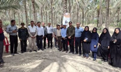 برنامه آموزشی-ترویجی کنترل آفت زنجرک خرما در بوشهر اجرا شد