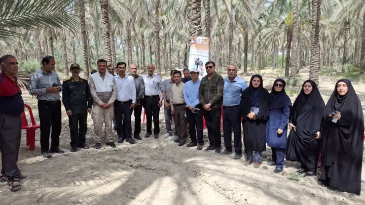 برنامه آموزشی-ترویجی کنترل آفت زنجرک خرما در بوشهر اجرا شد