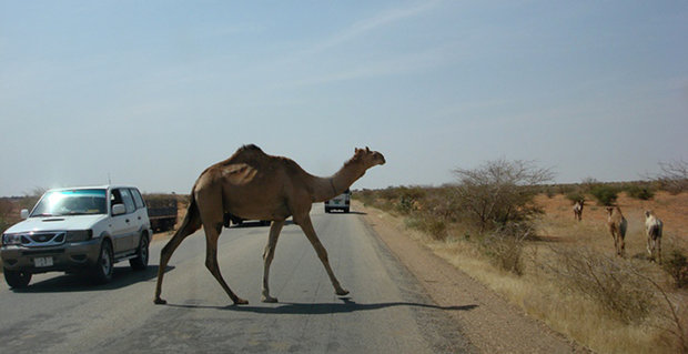 تصادف پژو پارس با شتر در جاسک یک مصدوم برجا گذاشت