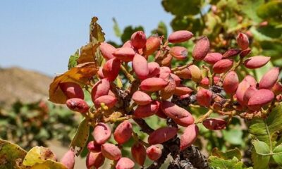 تهران سبزتر می شود؛ جهش بی‌سابقه باغداری در سایه کم‌آبی