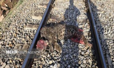 جزئیات برخورد قطار با پلنگ ایرانی در فیروزکوه تشریح شد/انتقال لاشه