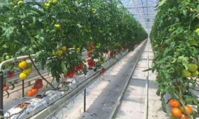 جعفرنژاد: سطح گلخانه‌های فعال آذربایجان شرقی از ۴۰۰ هکتار فراتر رفت