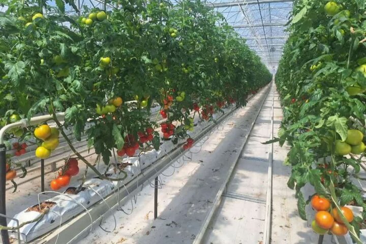 جعفرنژاد: سطح گلخانه‌های فعال آذربایجان شرقی از ۴۰۰ هکتار فراتر رفت