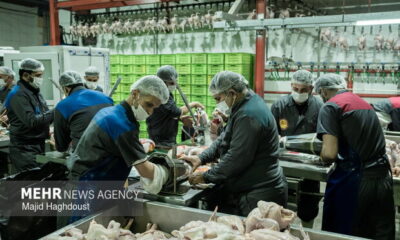 حمایت از زنجیره تأمین مرغ در فارس