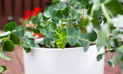 راز داشتن اکالیپتوس سالم و پرپشت در گلدان + ترفندهای مهم