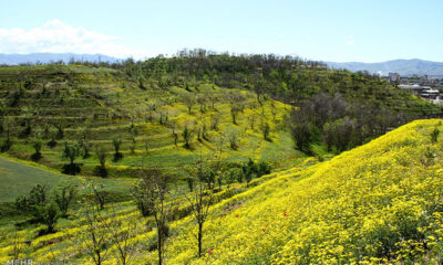 رستاخیز سبز در قلب زاگرس؛ تیمارِ زخمِ زمین با ۷ میلیون «نهال امید»