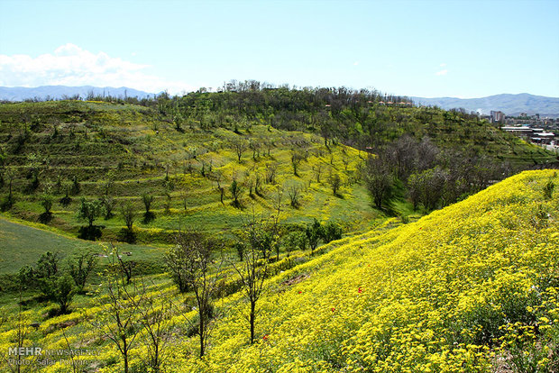 رستاخیز سبز در قلب زاگرس؛ تیمارِ زخمِ زمین با ۷ میلیون «نهال امید»