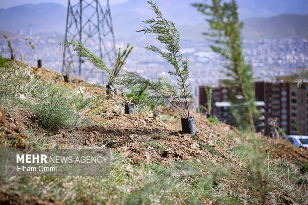 رستاخیز سبز در قلب زاگرس؛ تیمارِ زخمِ زمین با ۷ میلیون «نهال امید»