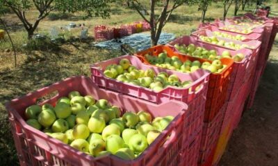 رشد بی‌سابقه صادرات کشاورزی مراغه