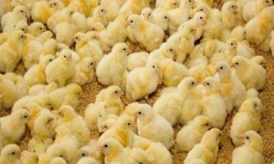 رشد تولید در صنعت مرغداری استان مرکزی با ۳۹ میلیون قطعه جوجه‌ریزی