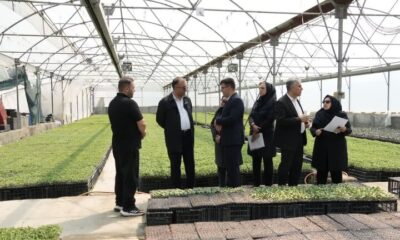 سالانه ۱۸ میلیون نشا در گلخانه‌های آذربایجان غربی تولید می شود