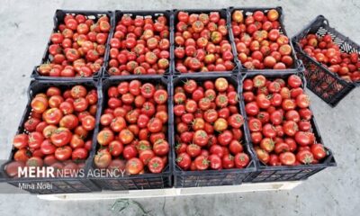 صادقی: ۱۱ تن گوجه‌فرنگی قاچاق در گمرک خسروی کشف شد