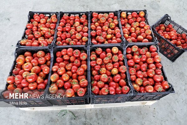 صادقی: ۱۱ تن گوجه‌فرنگی قاچاق در گمرک خسروی کشف شد