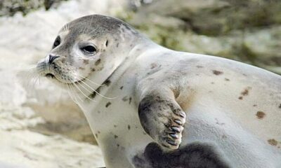 صیادان میانکاله در خط مقدم حفاظت از فوک خزری هستند