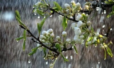 فعالیت سامانه بارشی در استان بوشهر تا پنجشنبه تداوم دارد