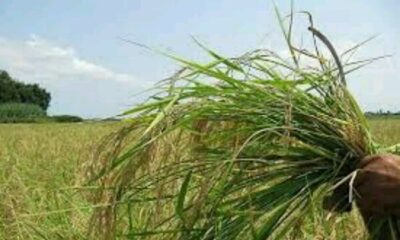 مبارزه با علف‌های هرز در۳۳ هزار هکتار از مزارع آذربایجان غربی انجام شد