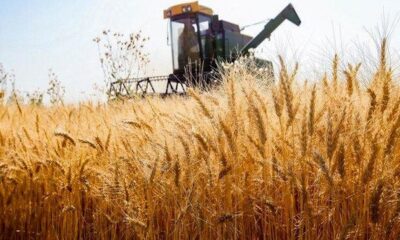 مرداخانی: خرید تضمینی گندم در استان تسهیلگری می‌شود