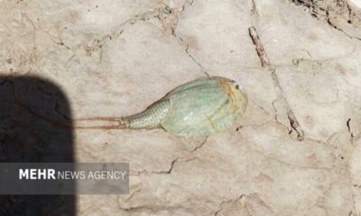 مشاهده فسیل زنده در تالاب هامون