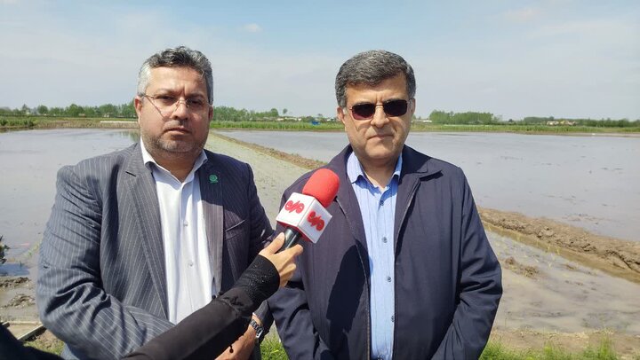 نخستین کشت نشاء مکانیزه برنج در دهسر بندر کیاشهر انجام شد