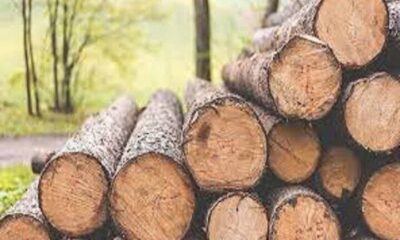 احتکار ۲ همت چوب در سوادکوه شمالی