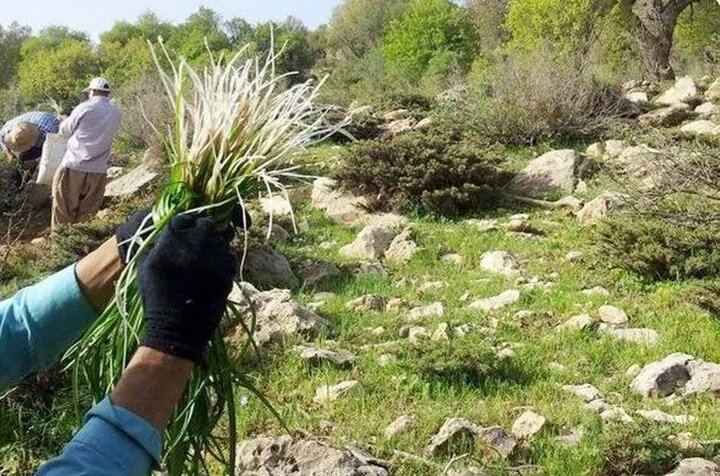 برداشت سالانه ۱۰۷۵ تن گیاهان دارویی از مزارع استان قزوین