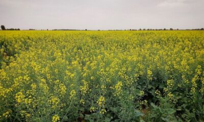 تولید بیش از ۳۲۰ تن کلزا در دلگان