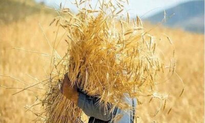 حکمرانی محلی و تاب‌آوری غذایی در شرایط جنگی