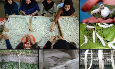 رشد نوغانداری گلستان با وجود چالش خام‌فروشی