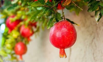 ساوه خاستگاه «یاقوت سرخ»؛ پیش‌بینی برداشت ۱۵۰ هزار تن انار