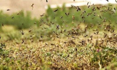 مقابله با ملخ کوهاندار در ۱۸۰ هکتار جنگل‌های آران و بیدگل انجام شد