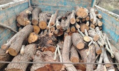 کشف ۲۳۰۰ تُن چوب تاغ در شرق اصفهان؛ ۲ قاچاقچی دستگیر شدند