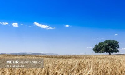 ۱۴ مرکز خرید تضمینی گندم در قزوین فعال می‌شود