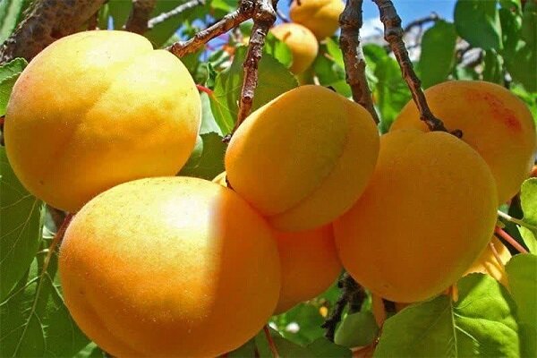 ۱۵ هزار تن زردآلو از باغات خاتم برداشت می‌شود