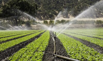۹۰ درصد مزارع پیاز آذربایجان‌غربی با آبیاری نوار تیپ مدیریت می‌شود