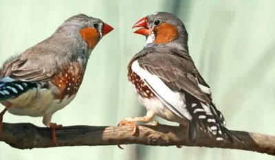اخبار،اخبار جدید،اخبار روز